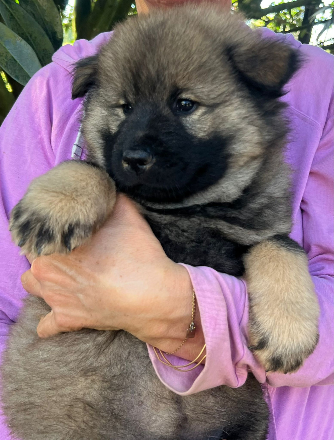Des Hauts De Chamboursat - Chiots disponibles - Eurasier