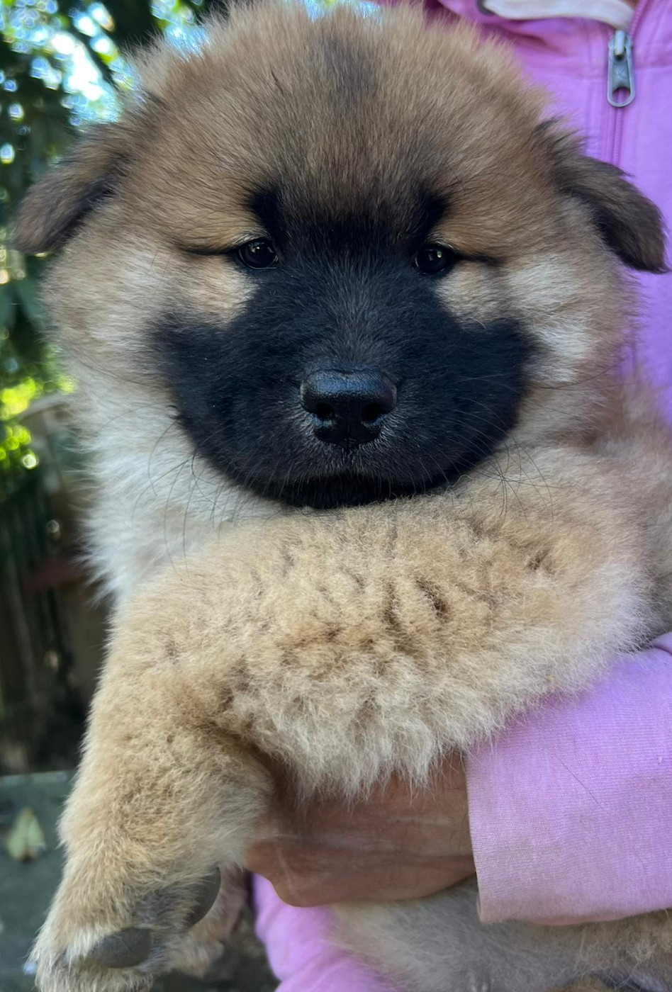 Des Hauts De Chamboursat - Chiots disponibles - Eurasier