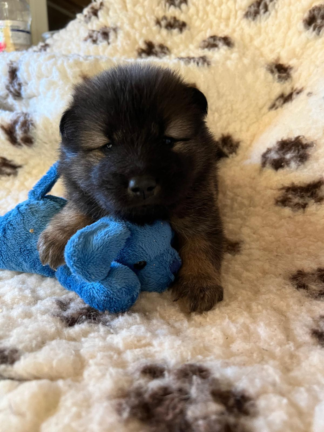 Des Hauts De Chamboursat - Chiots disponibles - Eurasier