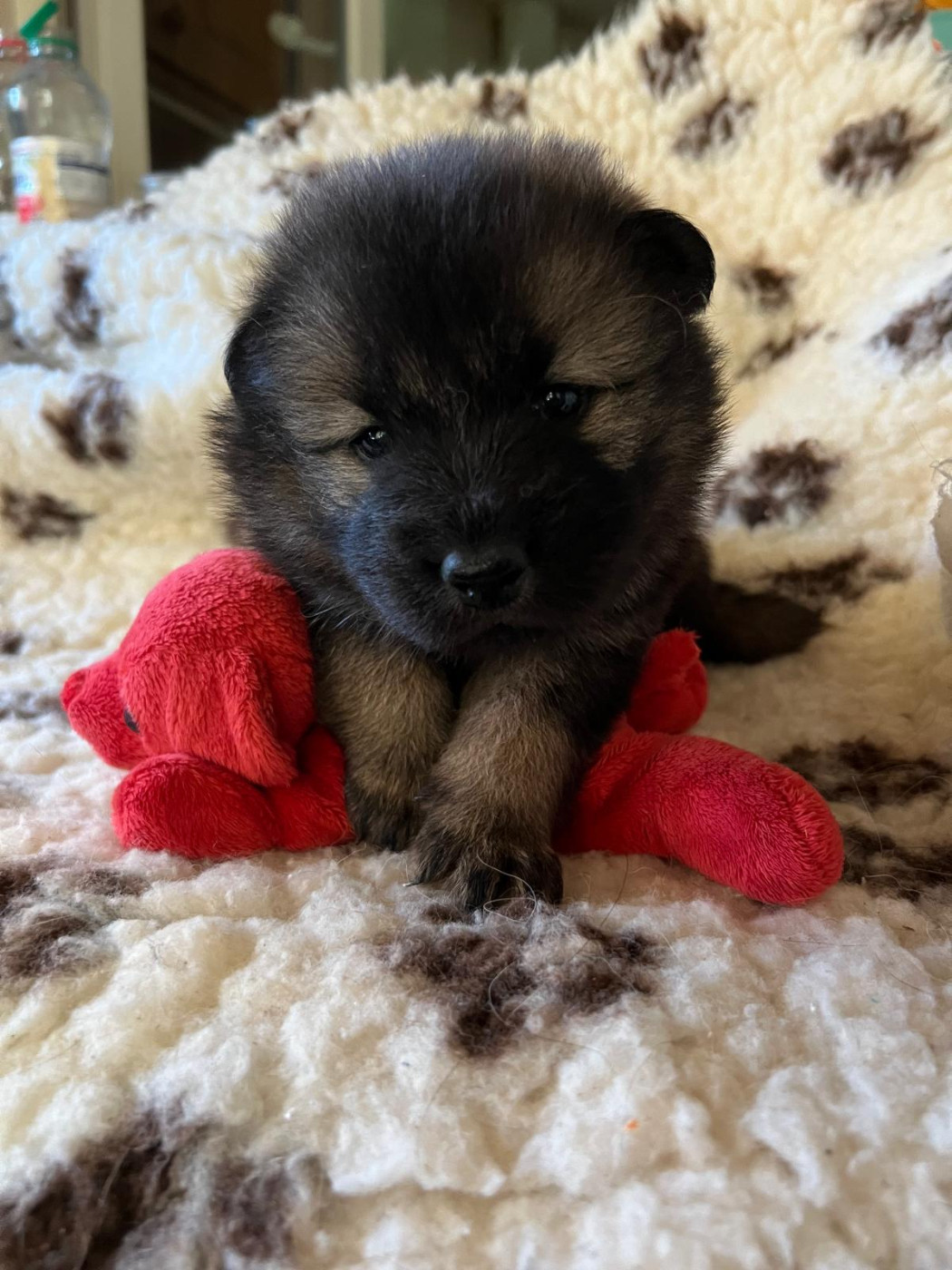 Des Hauts De Chamboursat - Chiots disponibles - Eurasier