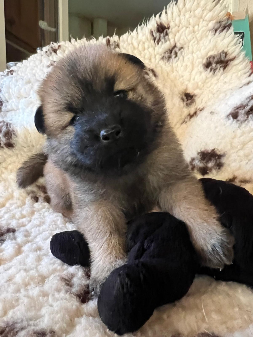 Des Hauts De Chamboursat - Chiots disponibles - Eurasier
