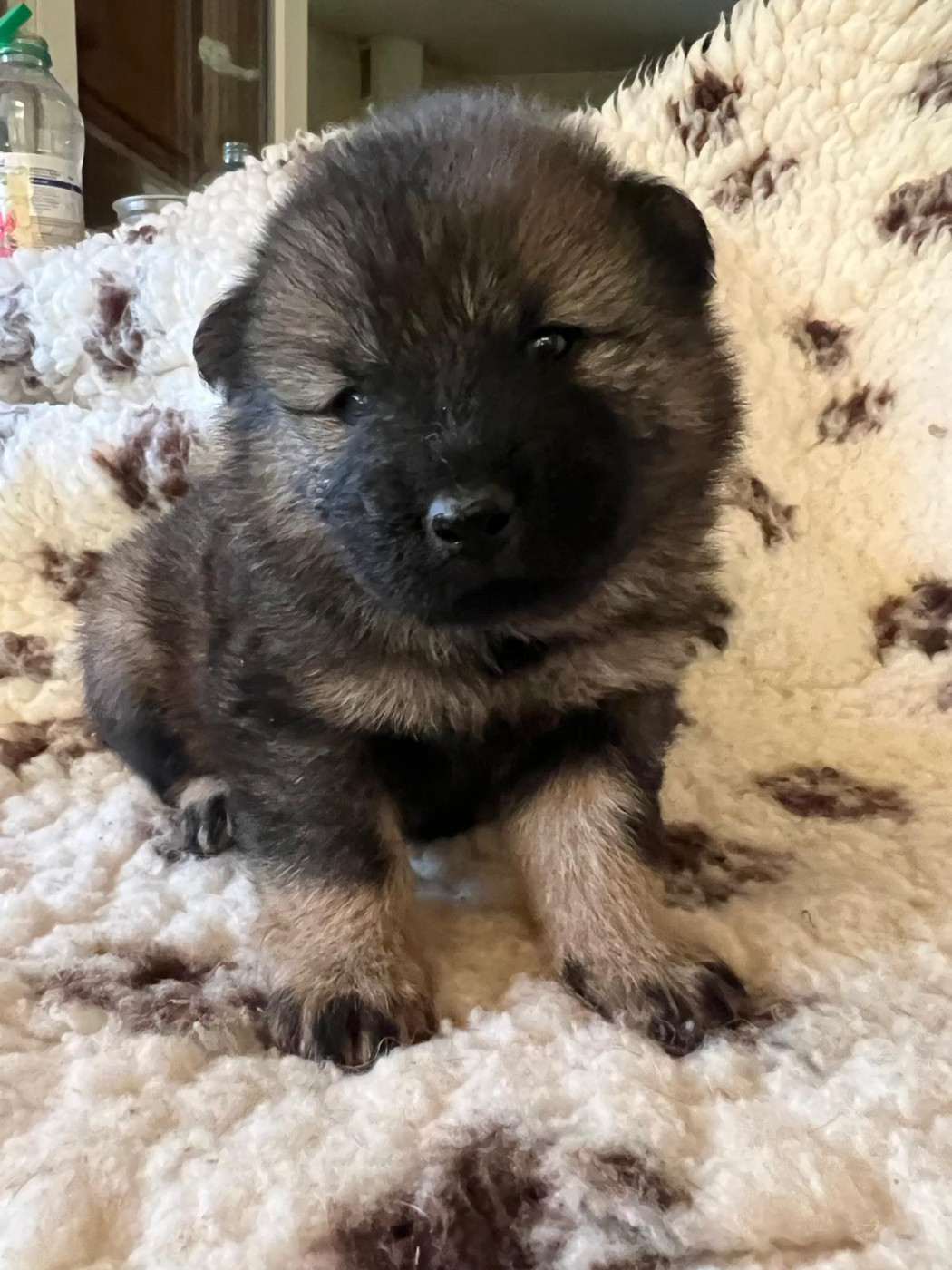 Des Hauts De Chamboursat - Chiots disponibles - Eurasier