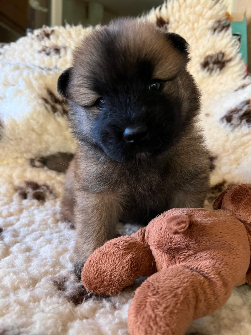 Des Hauts De Chamboursat - Chiots disponibles - Eurasier