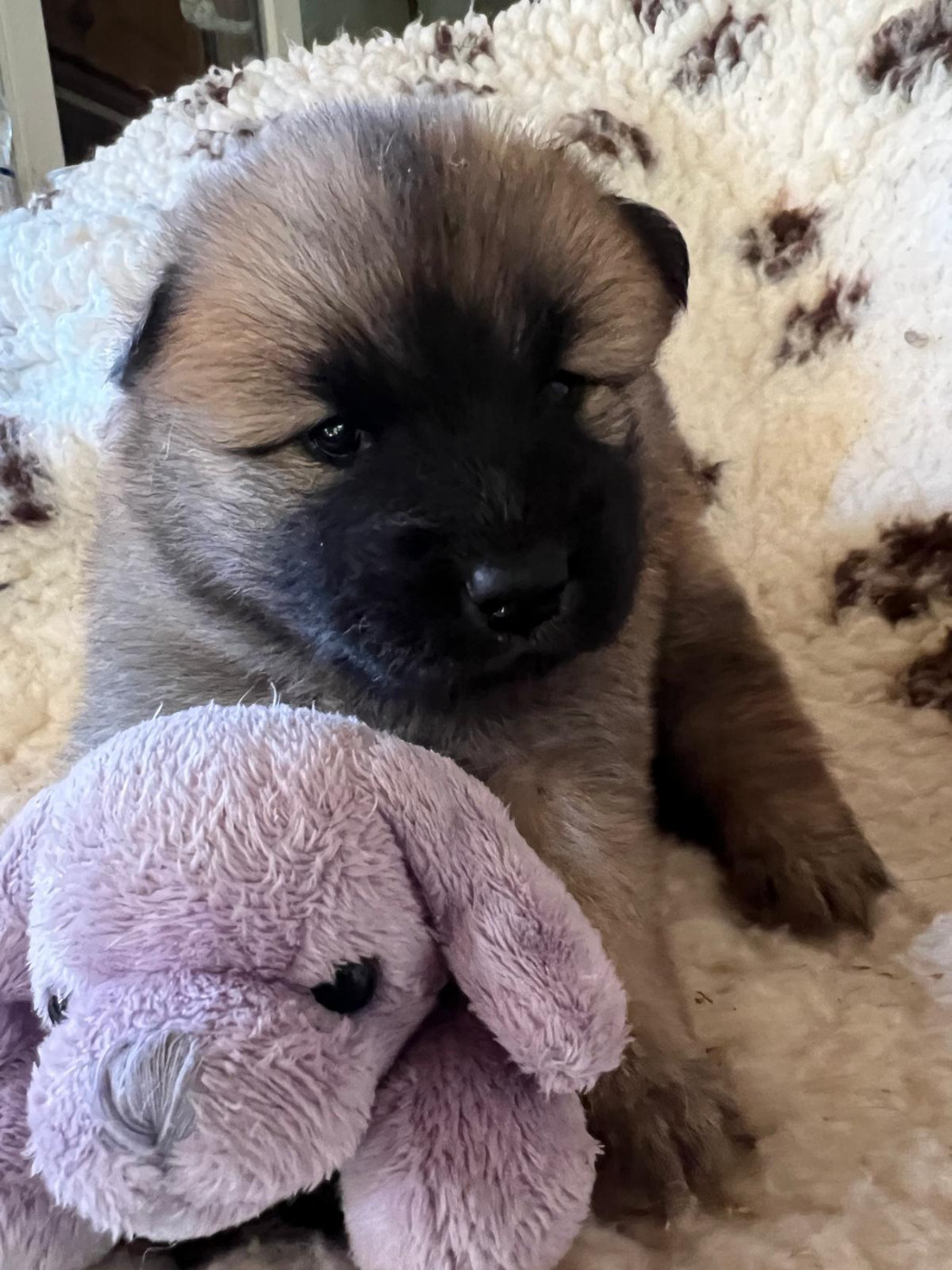 Des Hauts De Chamboursat - Chiots disponibles - Eurasier