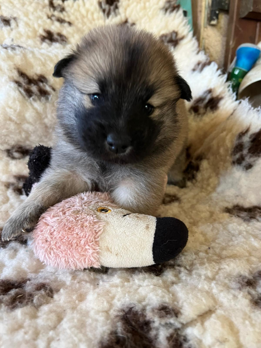Des Hauts De Chamboursat - Chiots disponibles - Eurasier