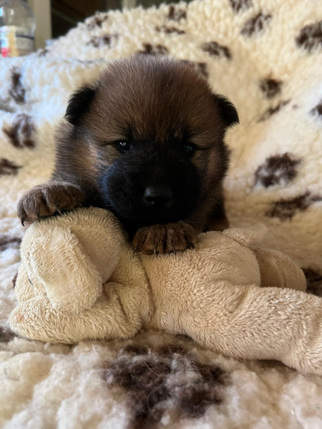 Des Hauts De Chamboursat - Chiots disponibles - Eurasier