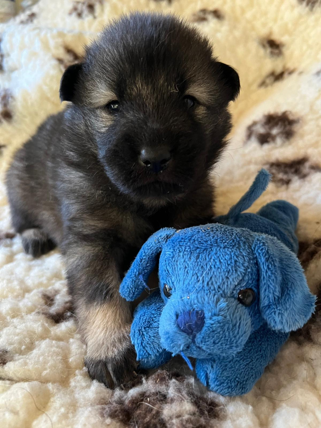 Des Hauts De Chamboursat - Chiots disponibles - Eurasier