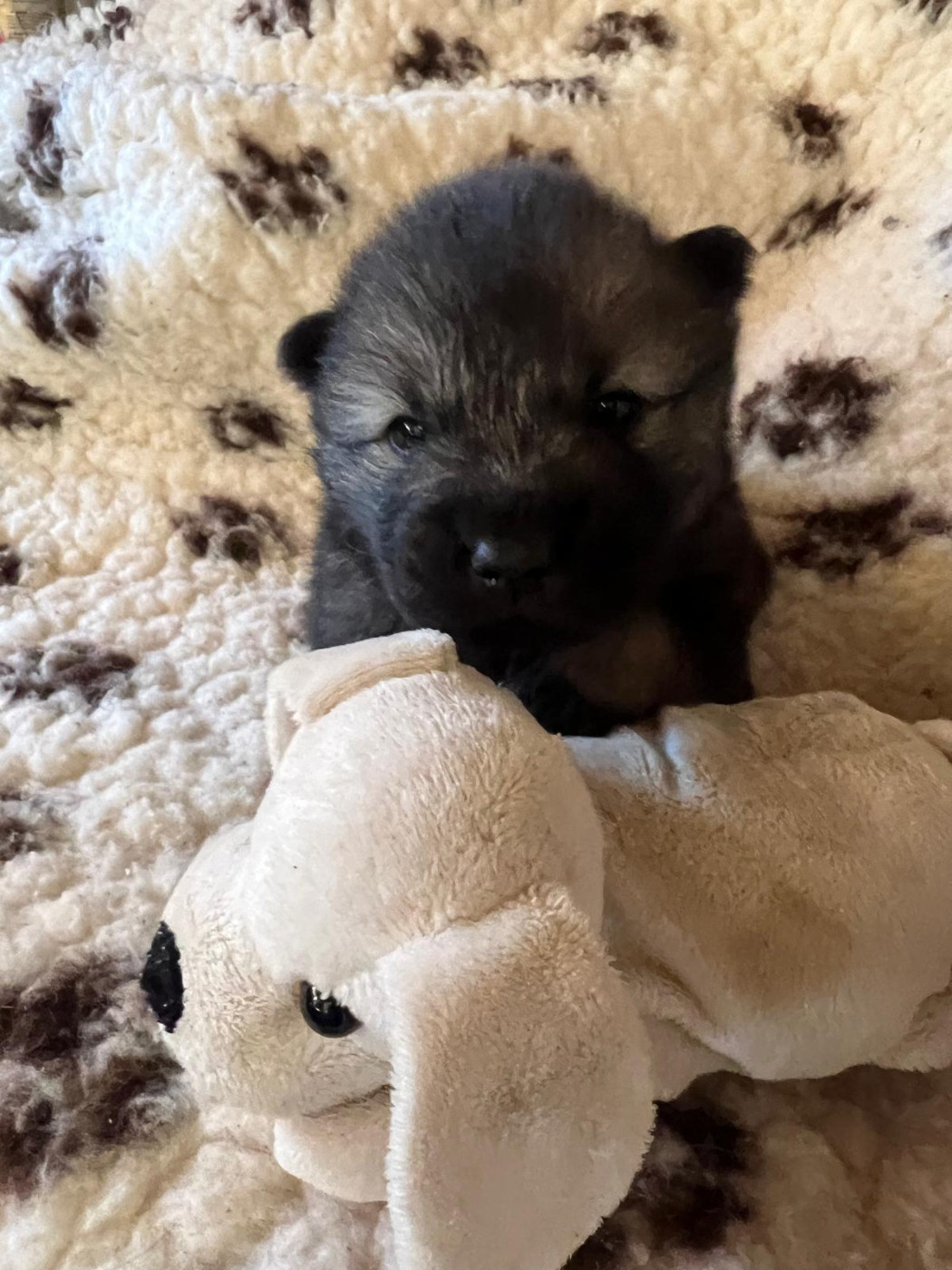 Des Hauts De Chamboursat - Chiots disponibles - Eurasier