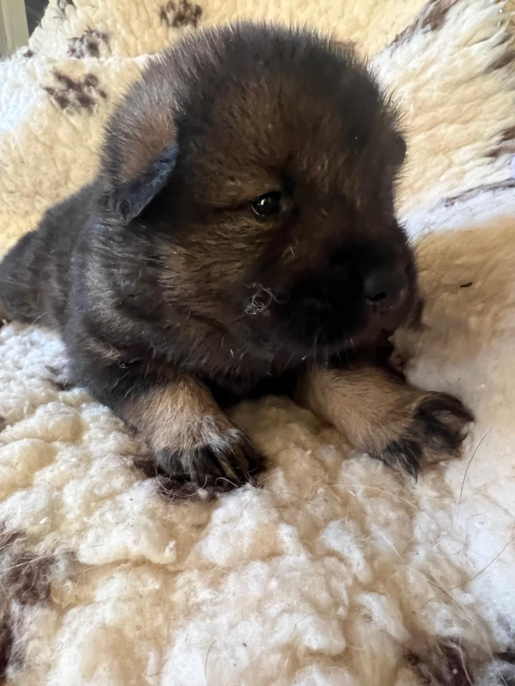 Des Hauts De Chamboursat - Chiots disponibles - Eurasier