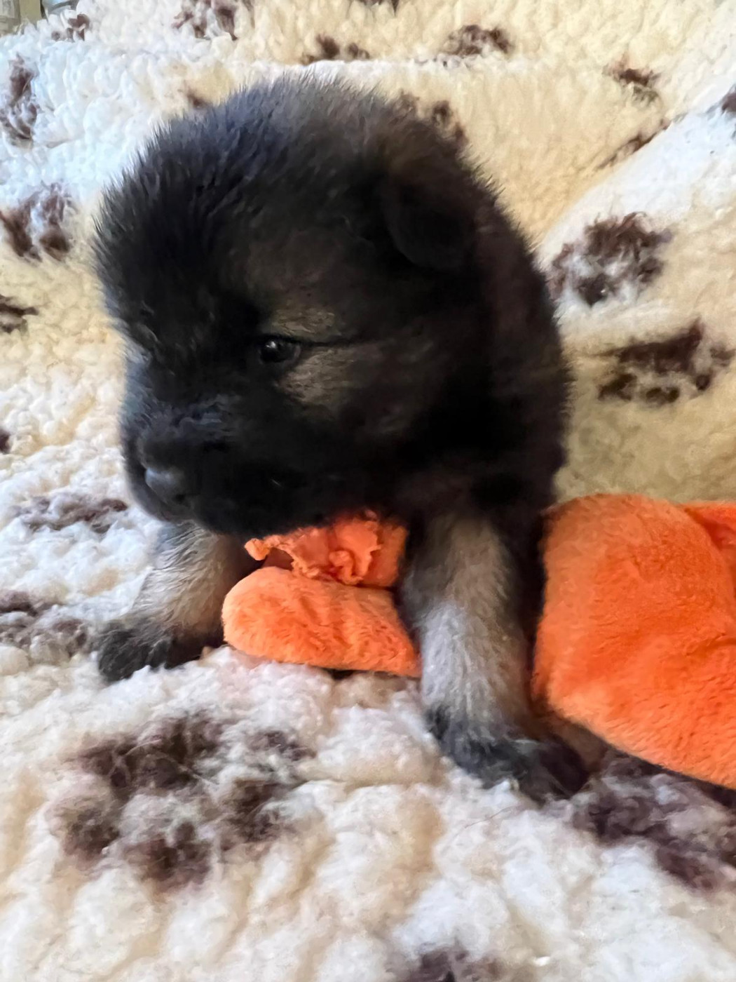 Des Hauts De Chamboursat - Chiots disponibles - Eurasier