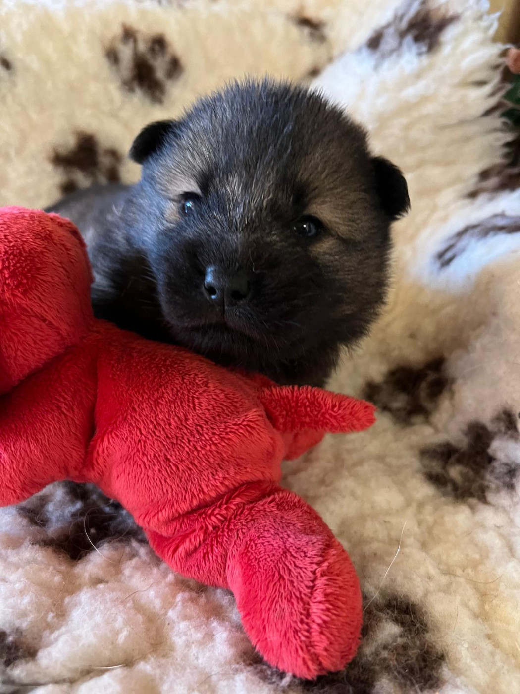 Des Hauts De Chamboursat - Chiots disponibles - Eurasier