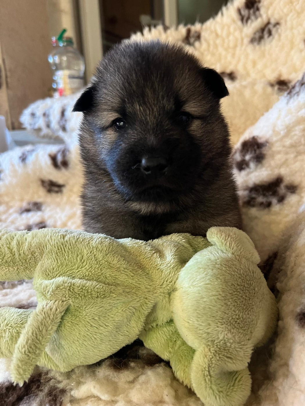 Des Hauts De Chamboursat - Chiots disponibles - Eurasier