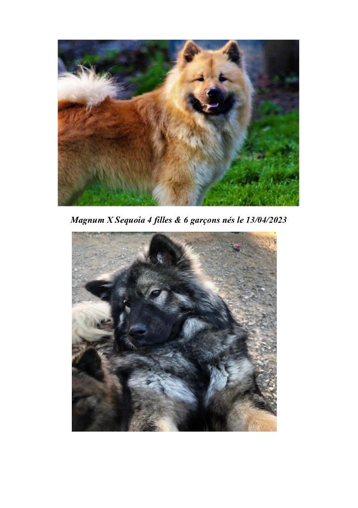 Chiot Eurasier Des Hauts De Chamboursat