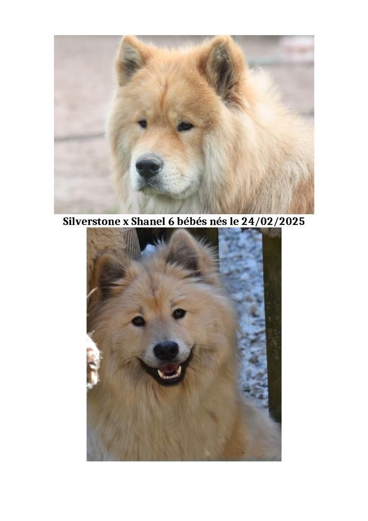 Des Hauts De Chamboursat - Chiots disponibles - Eurasier