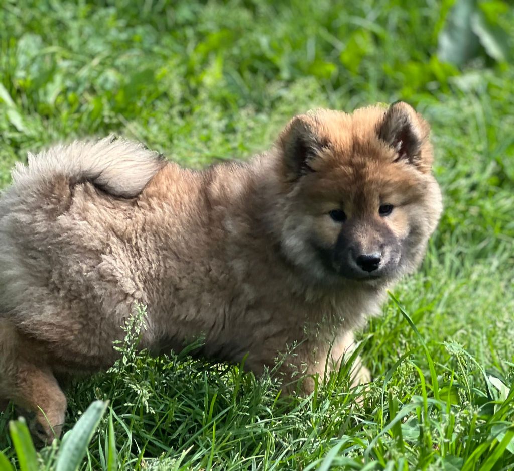 Des Hauts De Chamboursat - Chiots disponibles - Eurasier