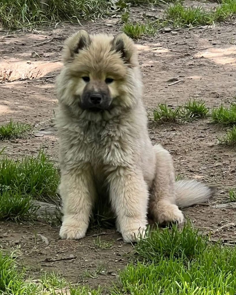 Des Hauts De Chamboursat - Chiots disponibles - Eurasier